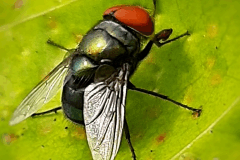 Preparaty na muchy skuteczna ochrona domu i ogrodu latem
