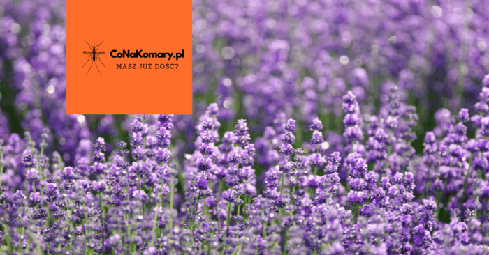 Olejek lawendowy na kleszcze naturalna ochrona i zastosowanie