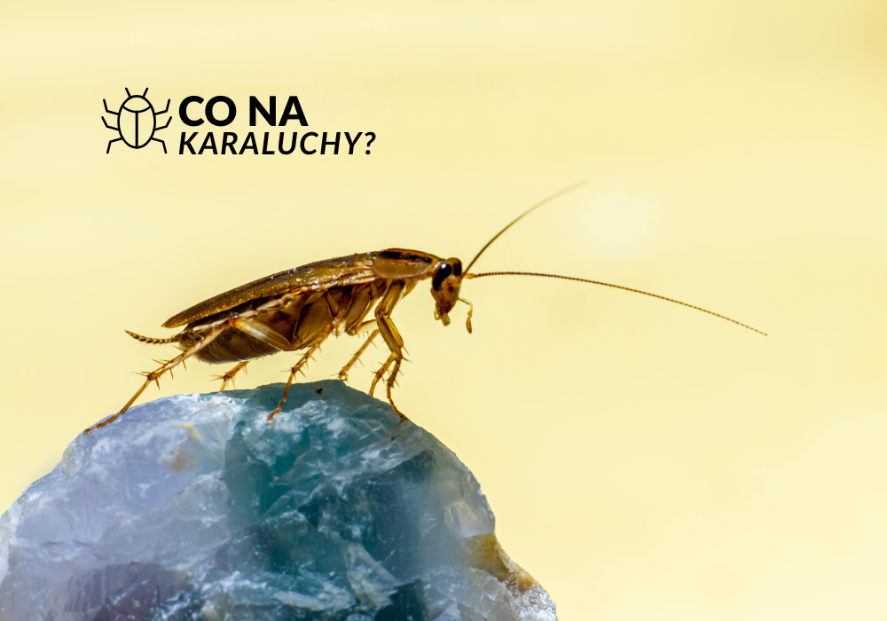 Rozpoznanie obecności karaluchów na wczesnym etapie jest kluczowe dla skutecznego zwalczania problemu. Im szybciej zostaną podjęte działania, tym mniejsze ryzyko rozwoju infestacji. Niestety karaluchy potrafią przez długi czas pozostawać niewidoczne, dlatego warto znać konkretne sygnały ostrzegawcze, które świadczą o ich obecności.