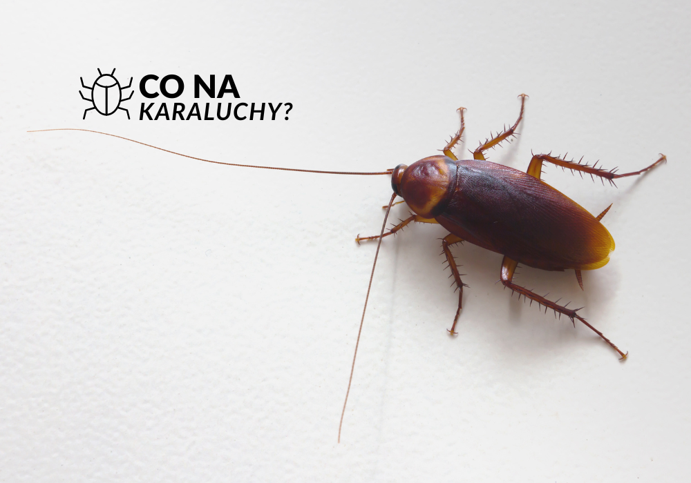 Karaluchy to owady z rzędu karaczanów, które od milionów lat przystosowują się do życia w trudnych warunkach. Ich zdolność do przetrwania, szybkiego rozmnażania oraz adaptacji sprawia, że są jednymi z najbardziej uciążliwych szkodników spotykanych w otoczeniu człowieka. Choć potocznie mówi się o „karaluchach”, w praktyce termin ten obejmuje kilka gatunków, które szczególnie dobrze radzą sobie w budynkach mieszkalnych i użytkowych.