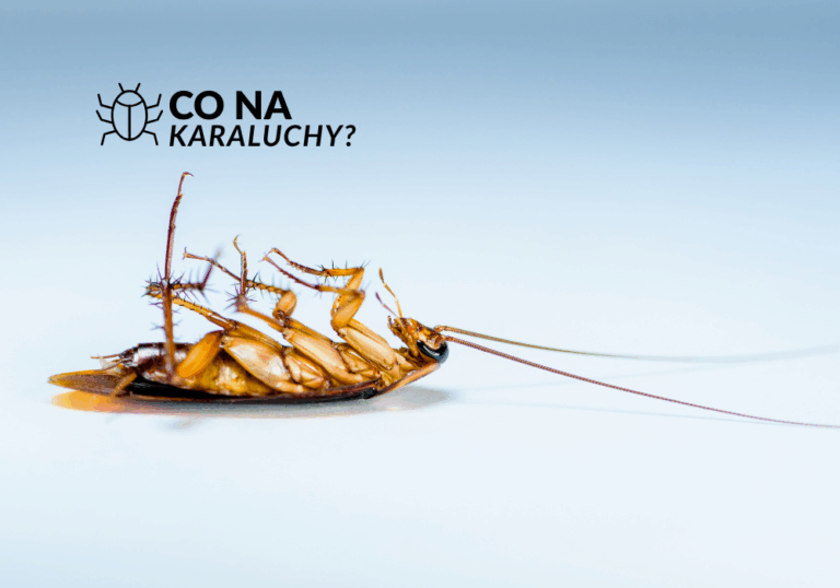 Co na karaluchy