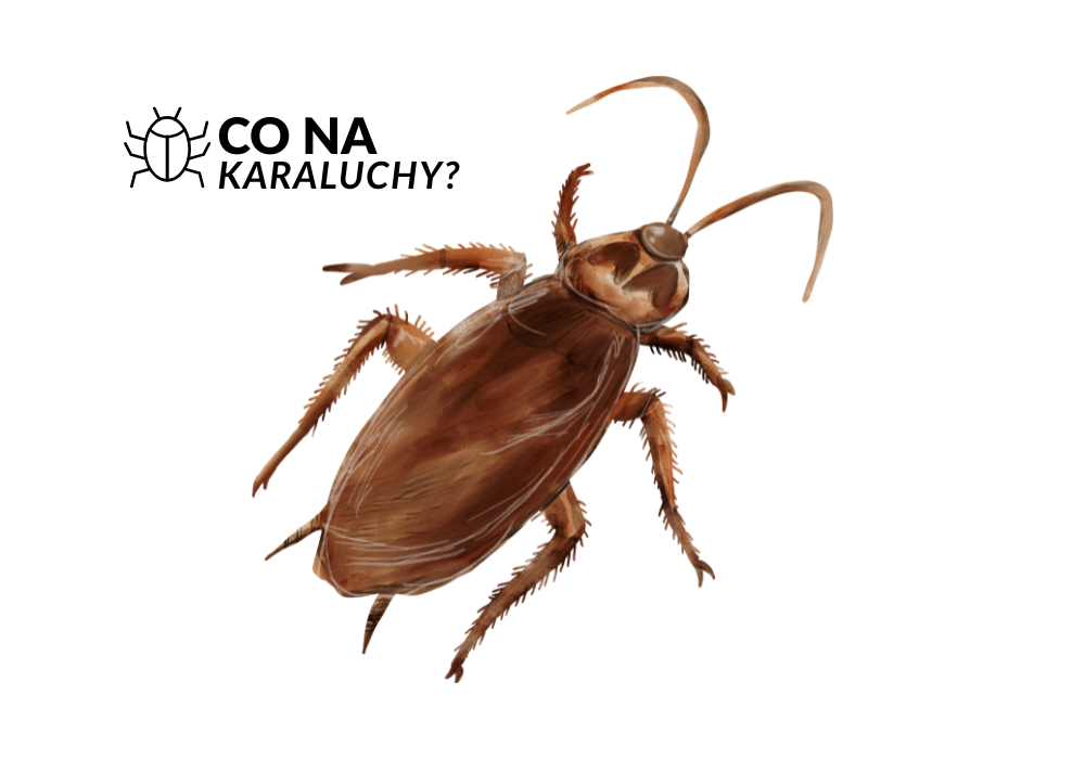 Objawy alergii wywołanej przez karaluchy