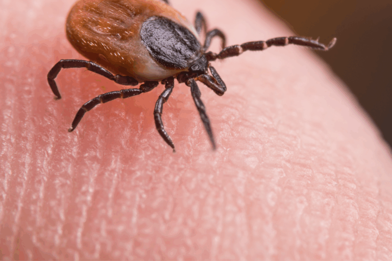 Środki na kleszcze – skuteczna ochrona dla ludzi, zwierząt i ogrodów