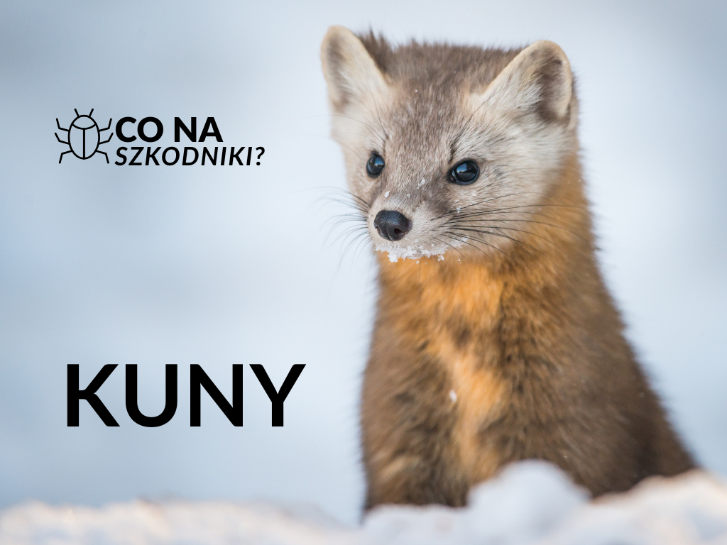 Charakterystyka kuny domowej i leśnej