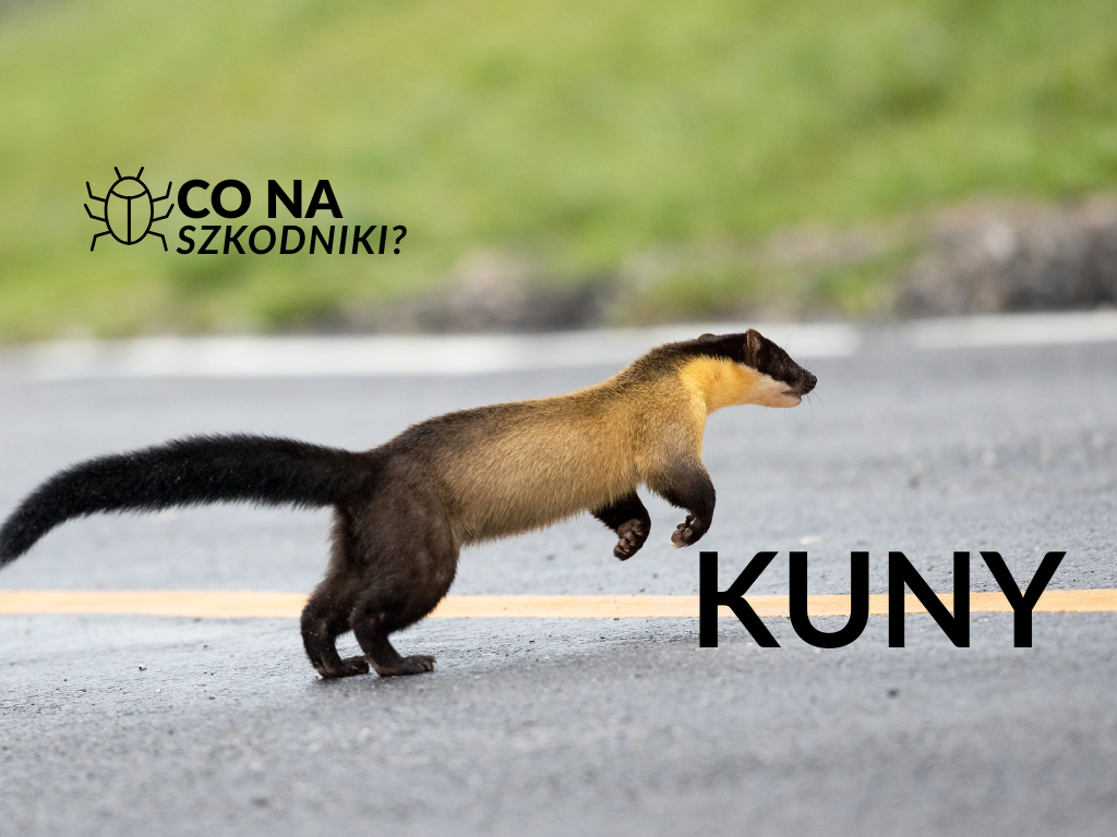 Jak rozpoznać obecność kuny?