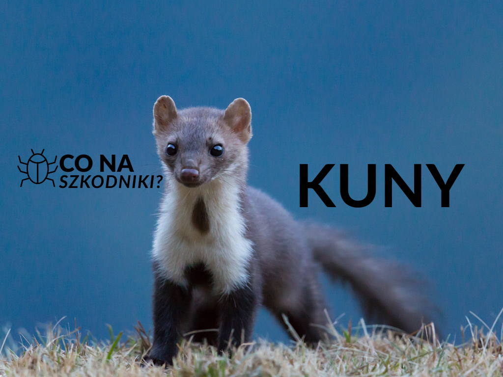 Oznaki obecności kuny w samochodzie