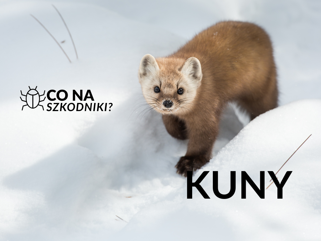 Uszkodzenia samochodów powodowane przez kuny