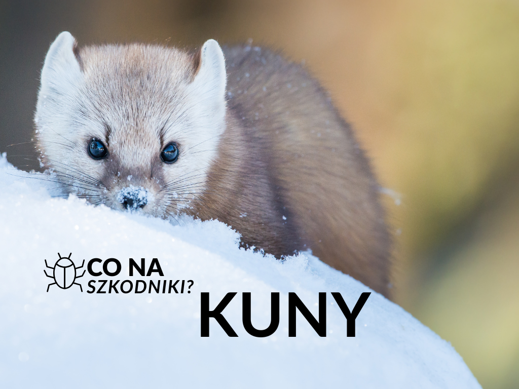 Naturalne metody odstraszania kun