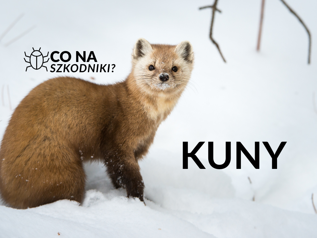 Co na kuny