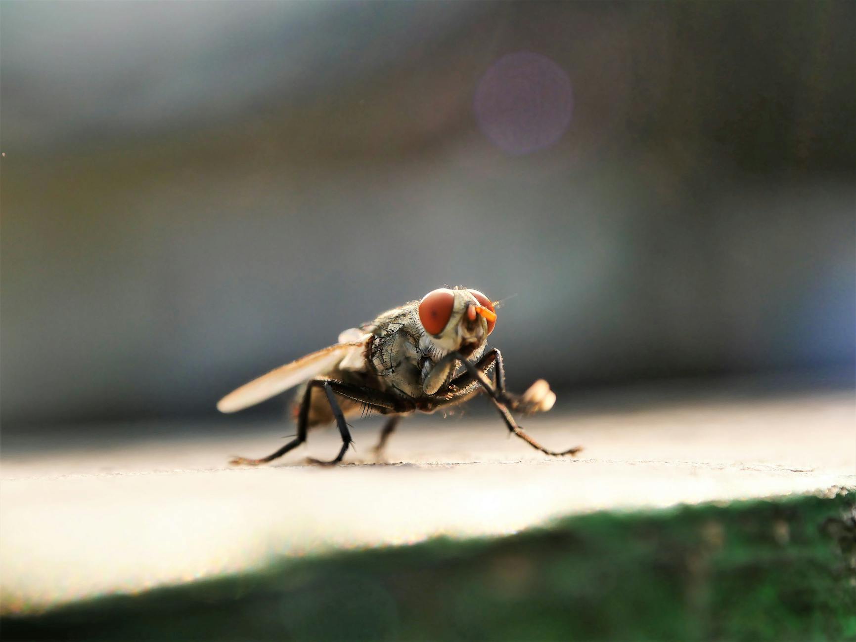 packa na muchy elektryczna